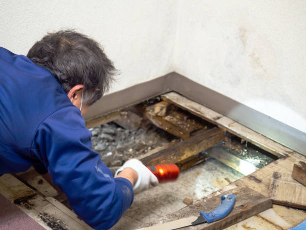 Best Residential Mold Removal  in Tyndall, SD