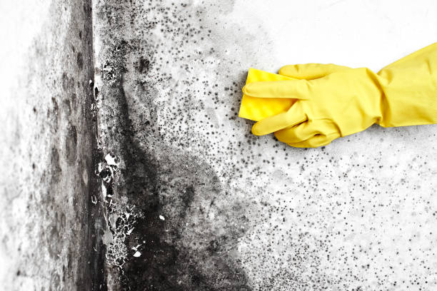 Best Mold Removal Near Me  in Tyndall, SD