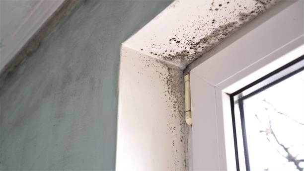 Best Certified Mold Removal  in Tyndall, SD