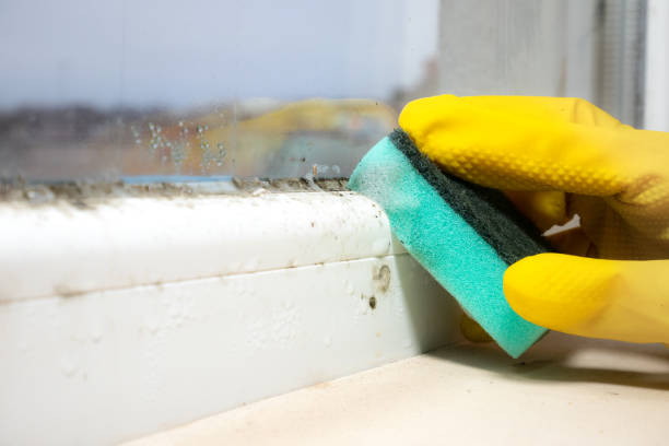 Best Local Mold Removal Service  in Tyndall, SD