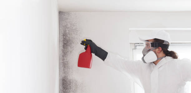 Attic Mold Removal in Tyndall, SD