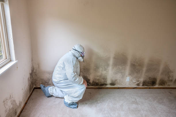 Best Professional Mold Removal  in Tyndall, SD